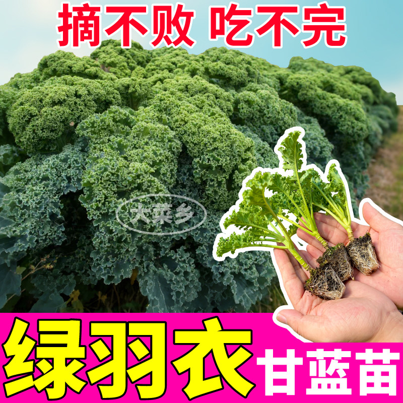 绿羽衣甘蓝苗秧摘不败四季种植