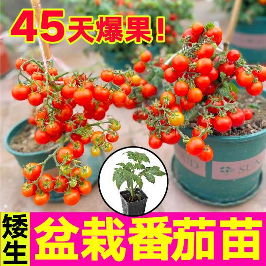 矮生盆栽小番茄四季种植阳台