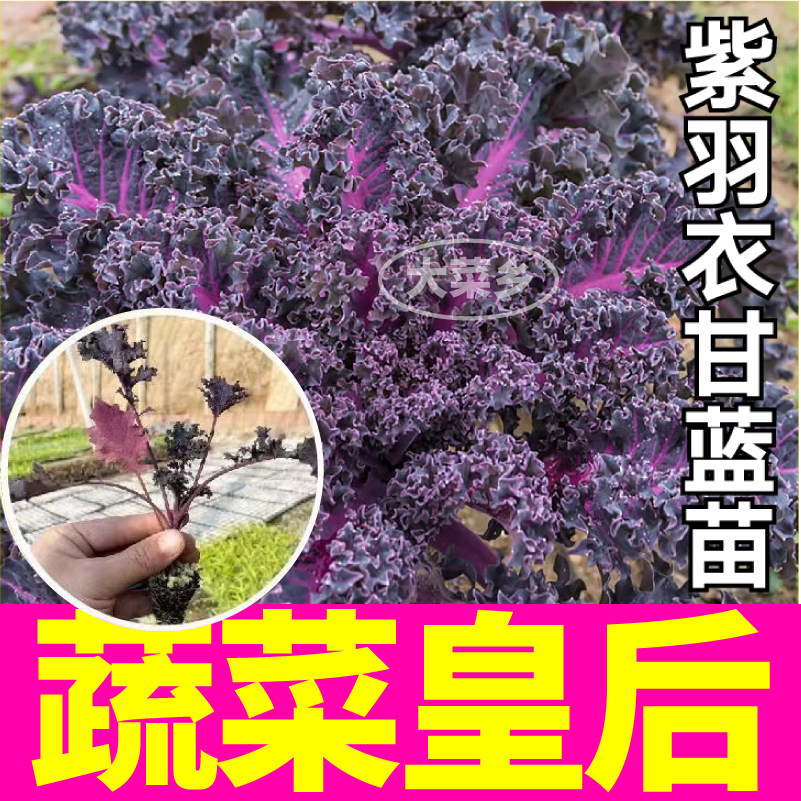 超耐寒紫羽衣甘蓝苗寿光观赏食用