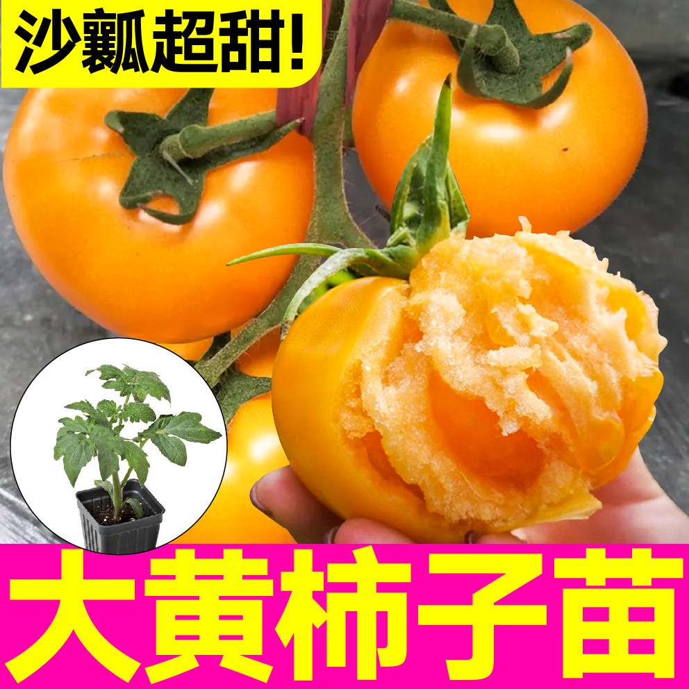 寿光沙瓤超甜大黄柿子苗番茄秧苗幼苗穴盘带土球大粉马蹄草莓柿子
