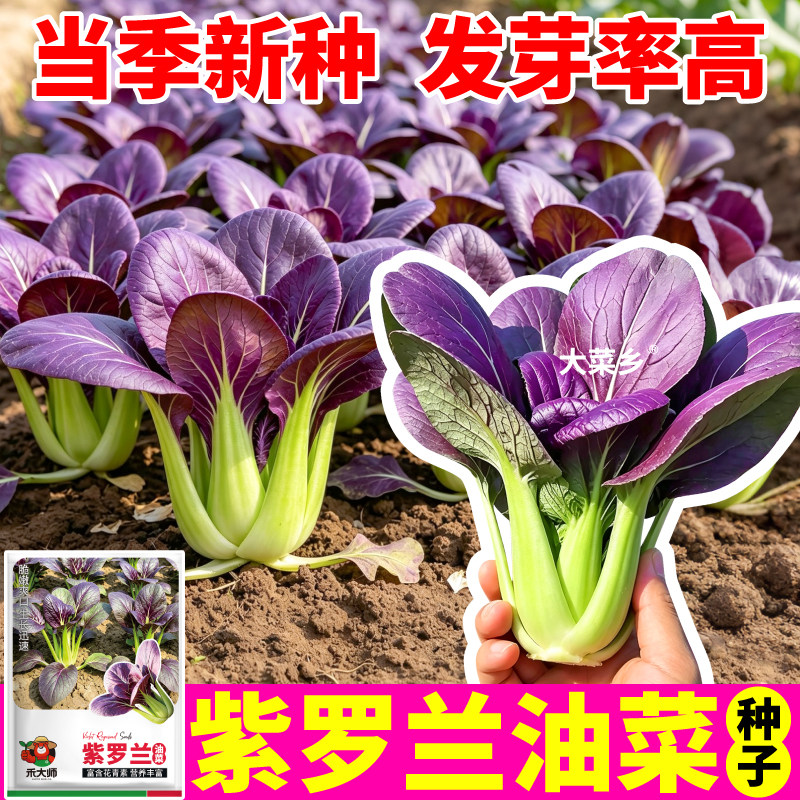 紫罗兰速生油菜种子紫油菜种子