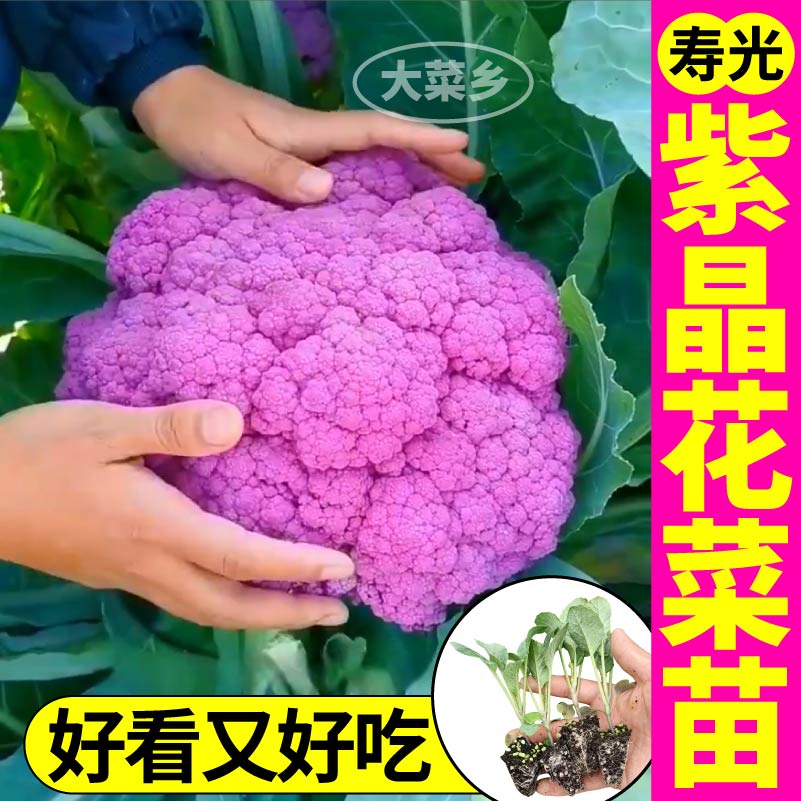 紫晶花菜苗秧四季盆栽观赏食用