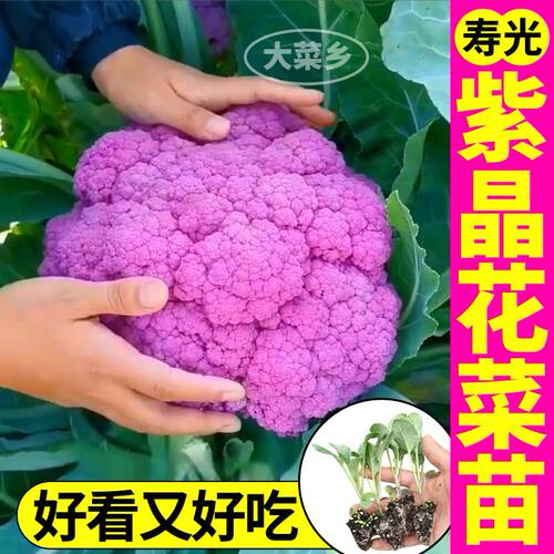 紫晶花菜苗秧四季盆栽观赏食用