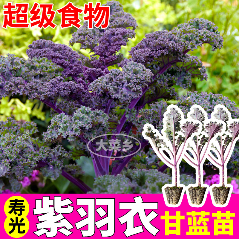 紫羽衣甘蓝苗秧四季高产观赏食用
