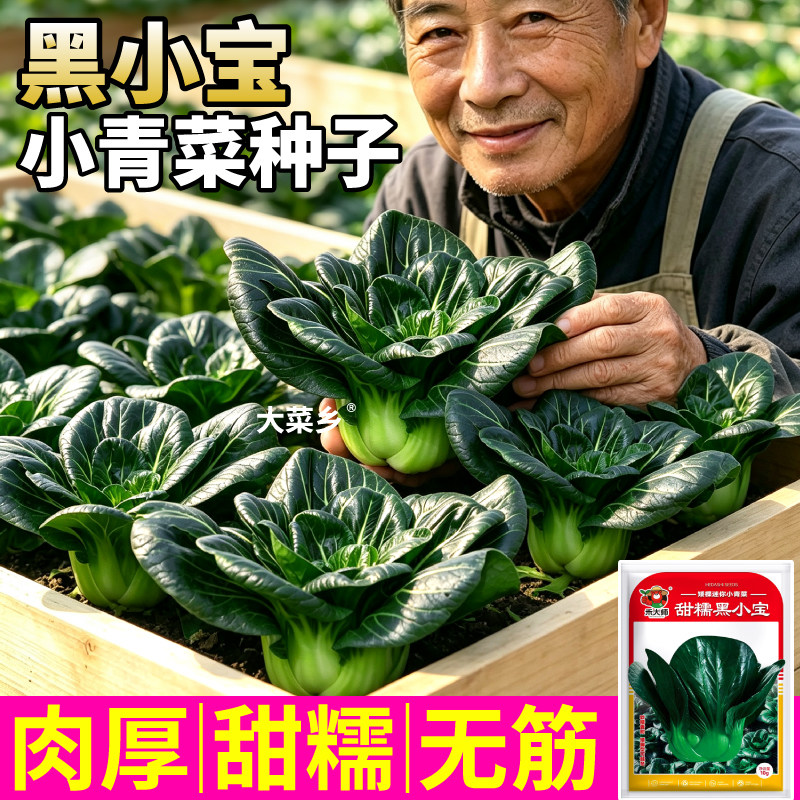 甜糯黑小宝苏州青种子耐低温可越冬小青菜小黑菜蔬菜种籽农家田园