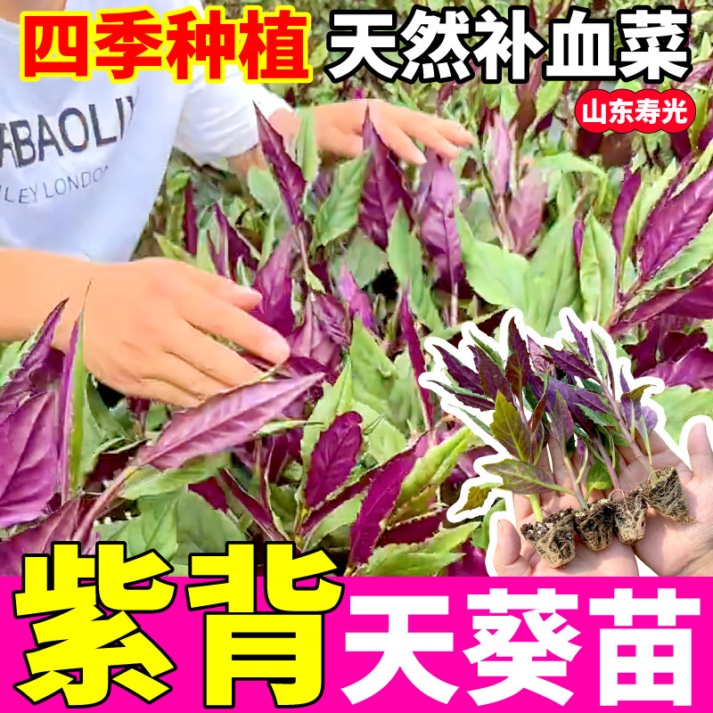 四季种植紫背天葵苗秧阳台盆栽