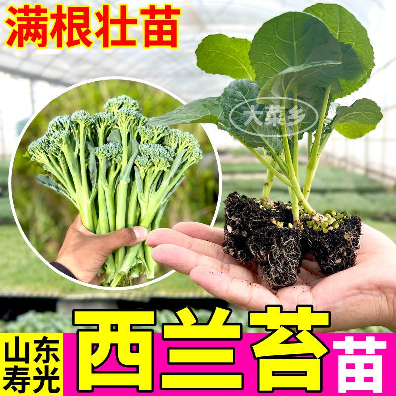 西兰苔苗秧芥蓝西兰花松花菜种子