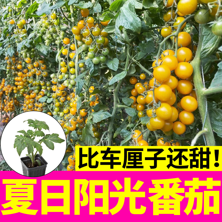 夏日阳光小番茄秧苗幼苗小黄柿子圣女果种子籽四季盆栽超甜爆汁