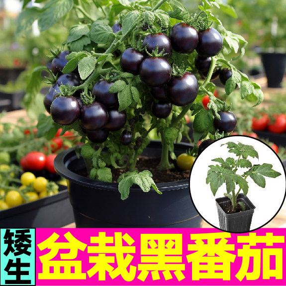 寿光矮生黑番茄秧苗带土球四季