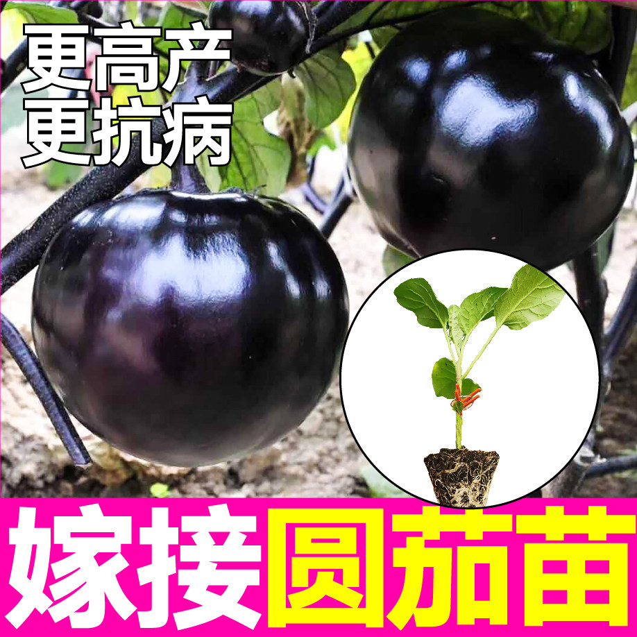 高产抗病圆茄大菜乡盆栽四季