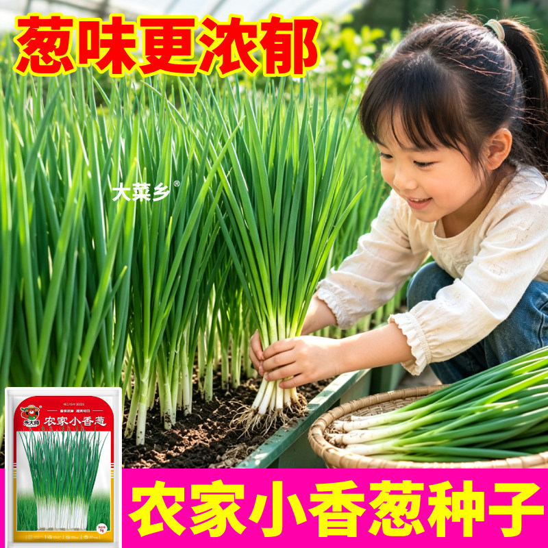 农家小香葱种子老品种小香葱种籽春秋可种阳台小院盆栽种植