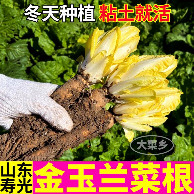 金玉兰根四季盆栽软化菊苣