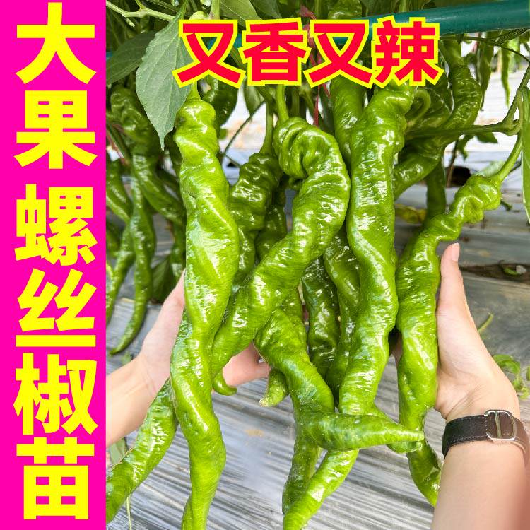 大果螺丝椒四季种植香辣