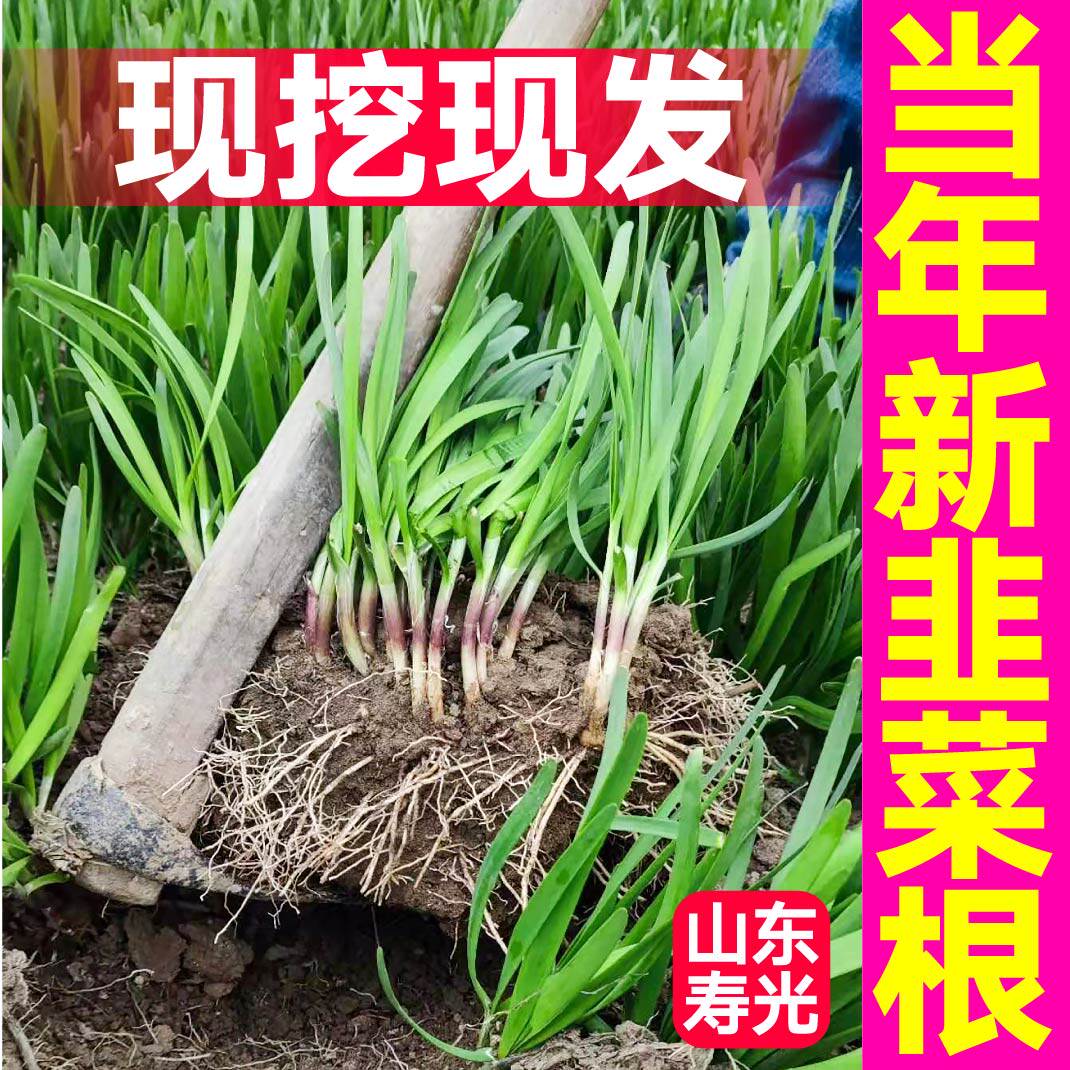 大菜乡四季盆栽宽叶红根韭菜根