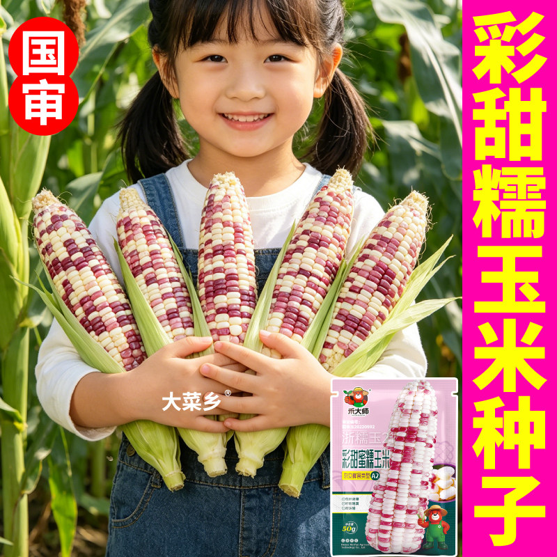 当季新种彩甜糯玉米种子黏棒子大棒苞米黄白黑糯玉米花糯玉米种子