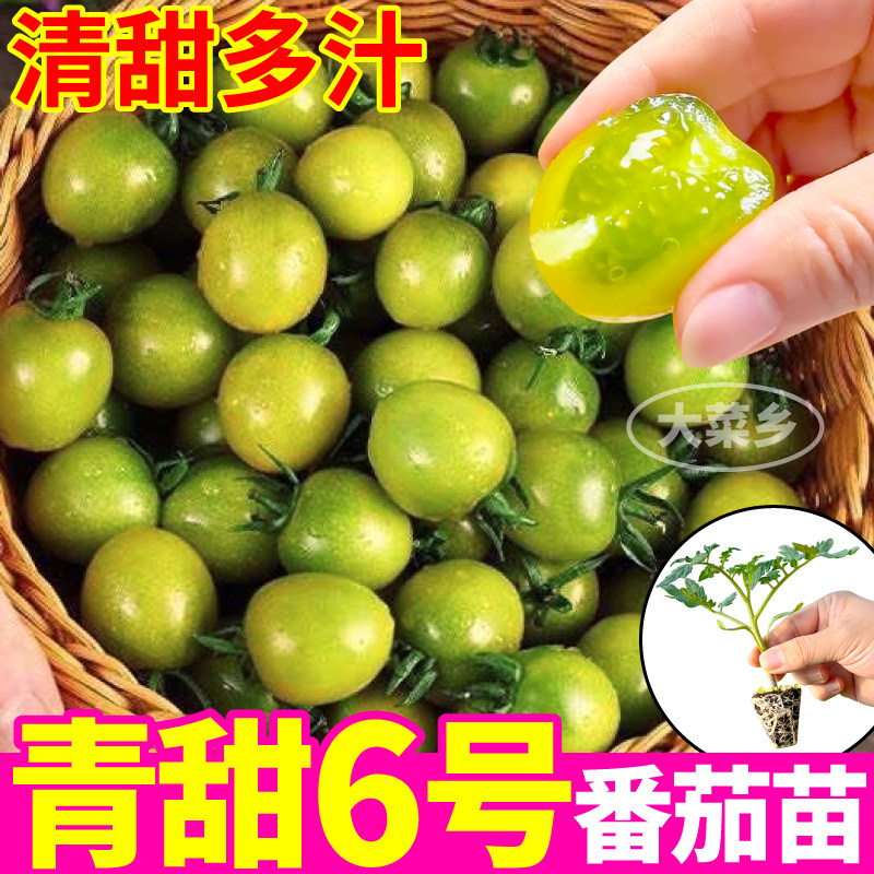寿光青甜6号番茄苗带土球盆栽