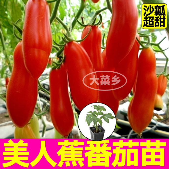 美人蕉番茄苗秧沙瓤超甜奶油香蕉番茄种子四季阳台盆栽带土球寿光