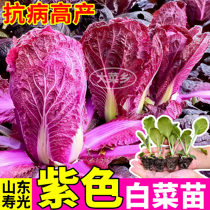 紫白菜苗秧高产适合秋冬天种的菜