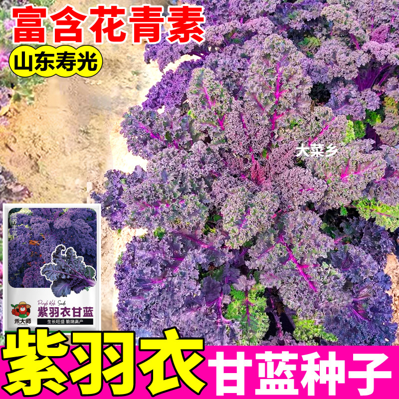紫羽衣甘蓝种子观赏紫色蔬菜观叶花卉种籽盆栽四季室内外种植