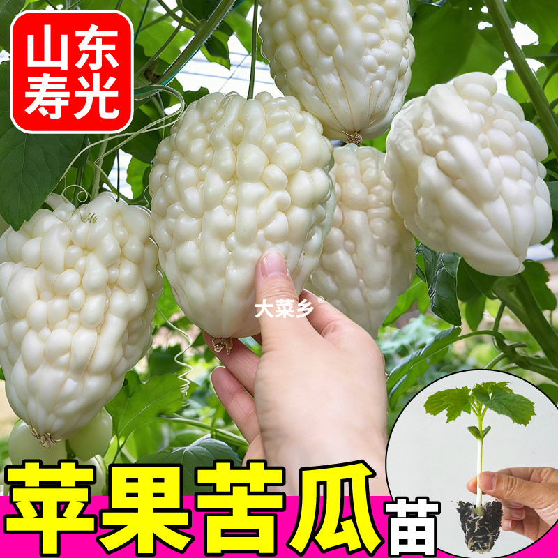 寿光正宗苹果苦瓜苗秧