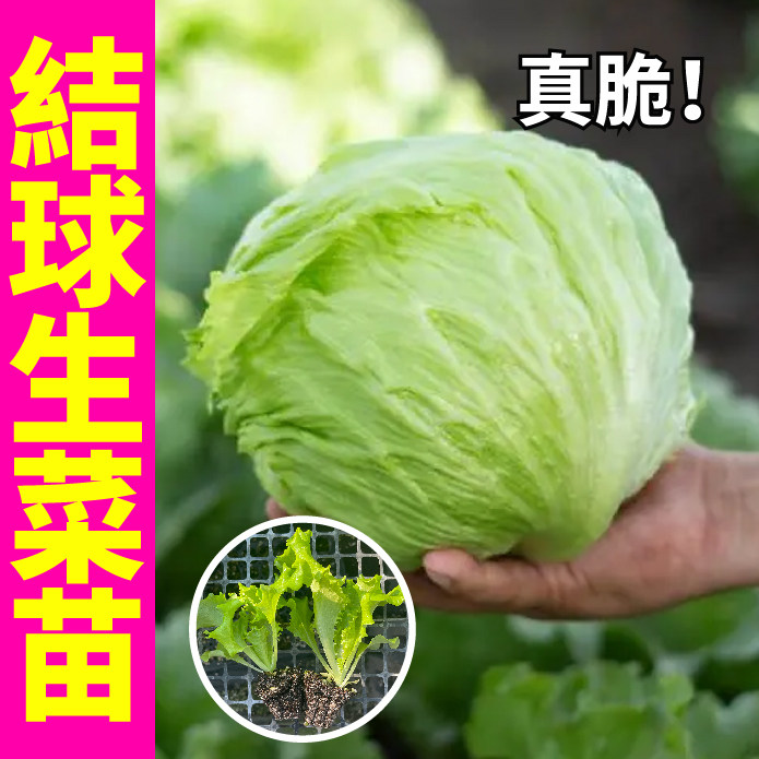 脆嫩结球生菜苗秧带土球红皱紫叶直立奶油大速生菜种子四季盆栽苗
