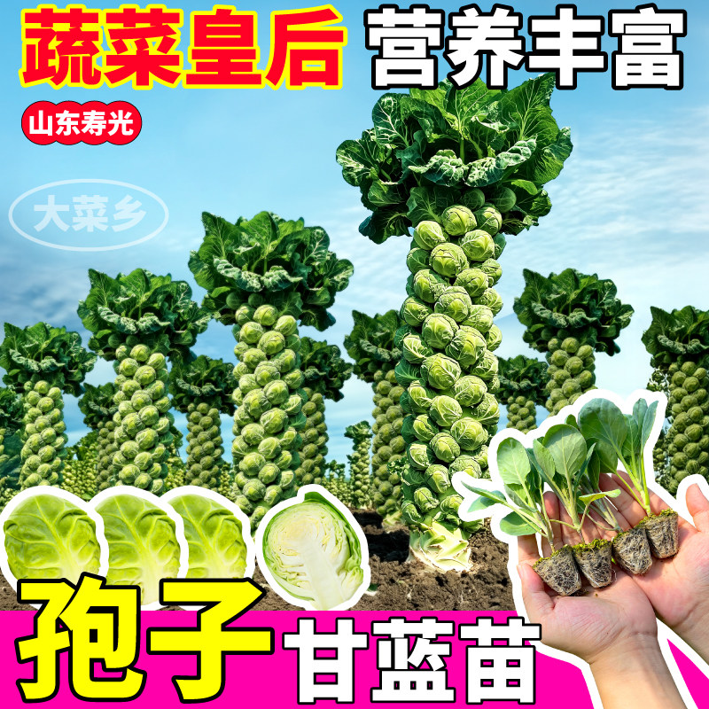 寿光孢子甘蓝苗秧四季高产