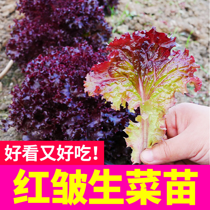 寿光红皱生菜苗秧紫叶直立结球奶油大速生菜种子春秋四季种植盆栽