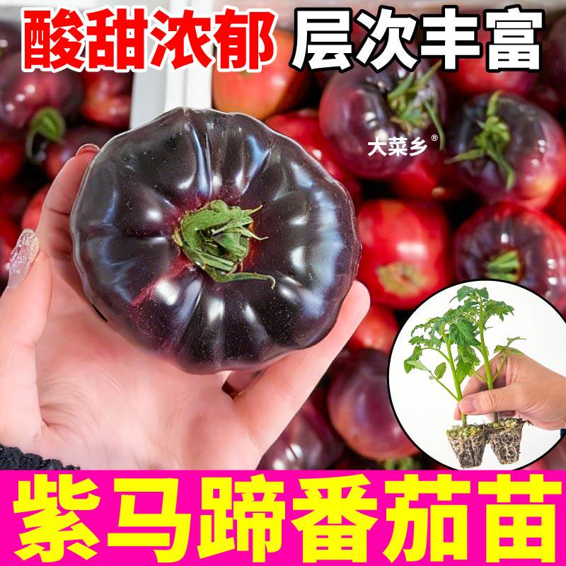 山东寿光紫马蹄番茄苗秧沙瓤口感