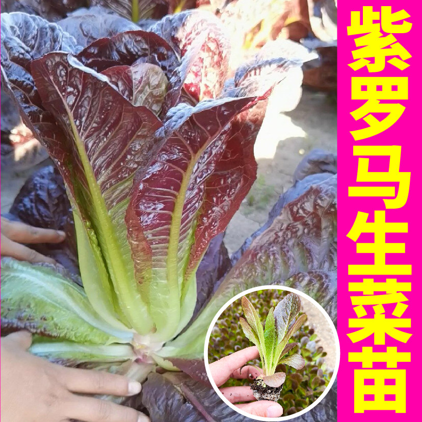 紫罗马生菜秧苗带土球红皱咖啡菜大速生直立奶油结球生菜种子盆栽