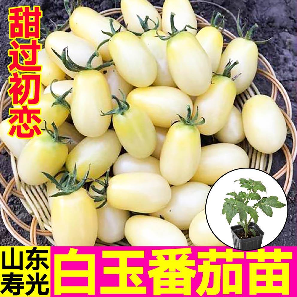 白玉番茄苗秧四季盆栽阳台圣女果