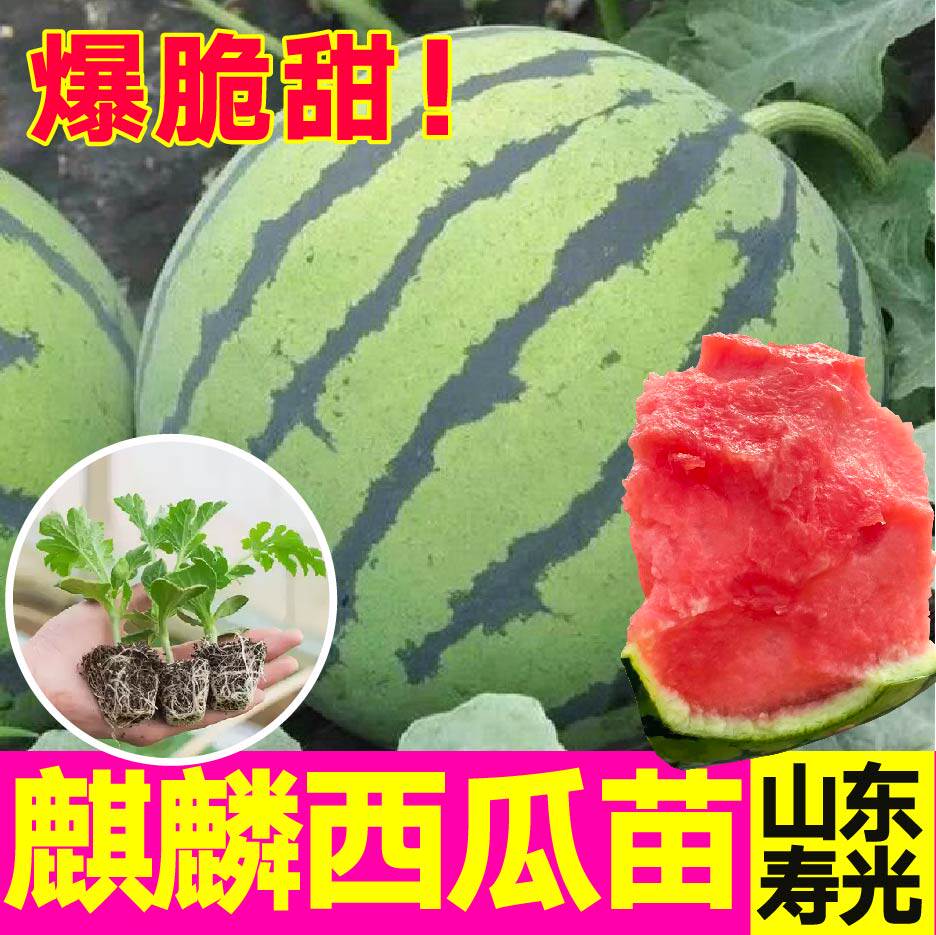 冰糖麒麟8424四季盆栽脆甜