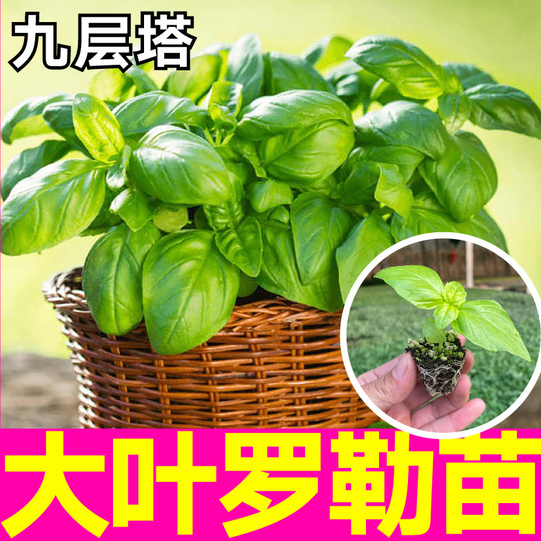 九层塔大叶甜罗勒秧苗幼苗穴盘四季春秋紫罗勒种子食用香料盆栽籽