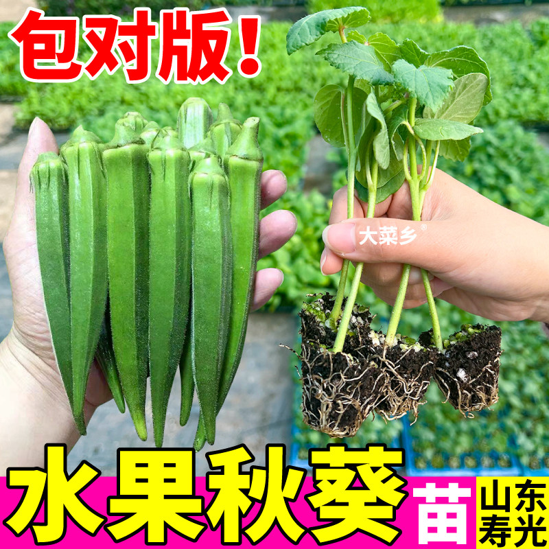 寿光耐老水果秋葵苗秧