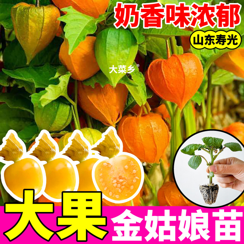 超甜奶香姑娘果苗秧黄紫