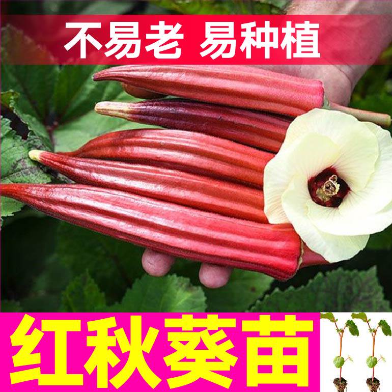 大菜乡四季盆栽红秋葵苗秧