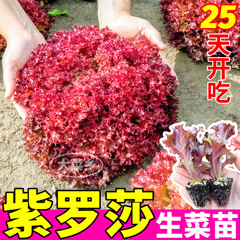 寿光直立生菜苗秧穴盘培育