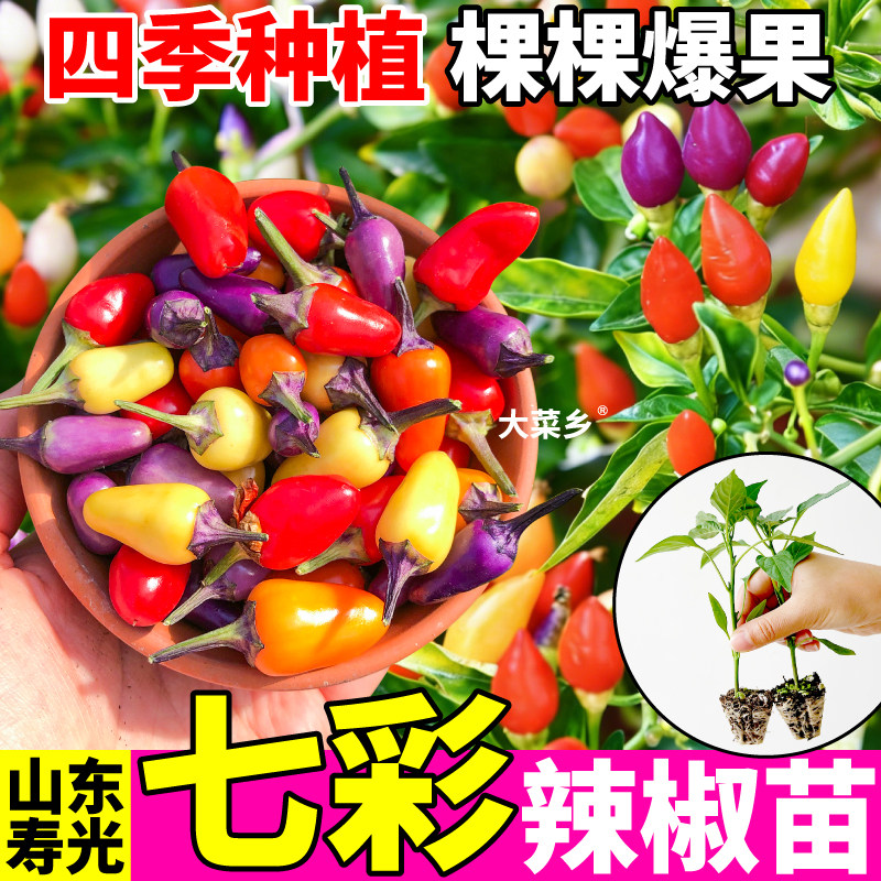 观赏食用七彩辣椒苗秧