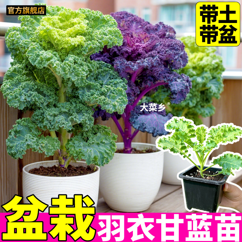 山东寿光盆栽羽衣甘蓝苗秧四季种植粉紫绿羽衣甘蓝苗阳台庭院盆栽