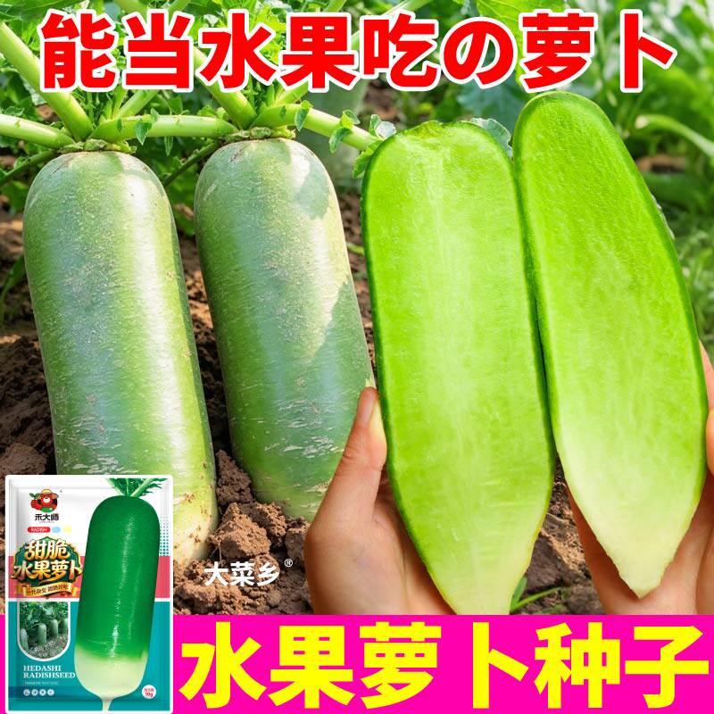 适合生吃水果萝卜种子青萝卜肉质脆高产韩白玉萝卜种籽小院地栽