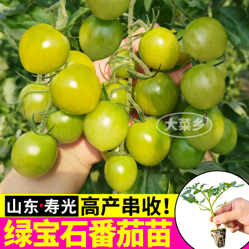 山东寿光绿宝石番茄苗秧四季高产