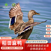 农家散养二年清水河老鸭子稻田现杀麻鸭两斤内脏都在新鲜番鸭土鸭