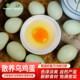 山野云陵乌鸡蛋新鲜谷物鸡蛋绿壳蛋农家散养优质膳食营养青皮