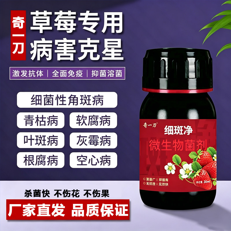 草莓细斑净草莓专打顽固角斑根腐烂棵空心黄萎白粉炭疽灰霉疫病菌