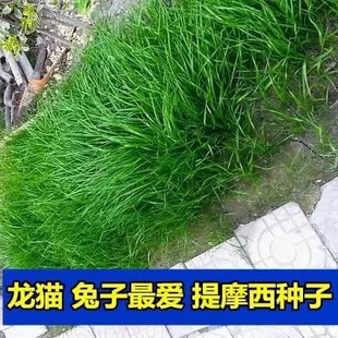 提摩西草种籽兔草种子孑猫尾草种子豚鼠荷兰猪四季多年生牧草种子