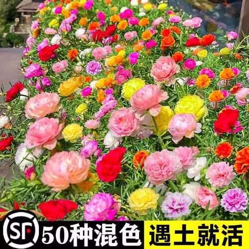 重瓣太阳花种孑花种籽子多色大花四季播种易活室内外观花卉植物苗