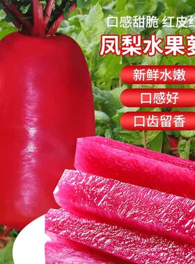 紫美人凤梨水果萝卜种子红皮红瓤红心萝卜籽种甜脆型蔬菜种籽孑子