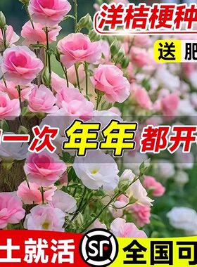 洋桔梗花种子四季多年生盆栽耐寒花籽花卉室内外开花植物切花种籽