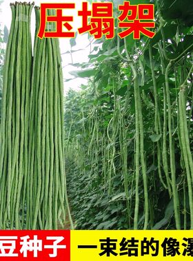 摘不败高产豇豆种子特长豇豆豆角种籽春秋绿架豆蔬菜种子大全无筋