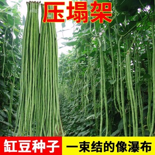 摘不败高产豇豆种子特长豇豆豆角种籽春秋绿架豆蔬菜种子大全无筋