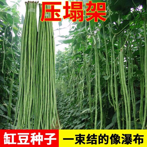摘不败高产豇豆种子特长豇豆豆角种籽春秋绿架豆蔬菜种子大全无筋